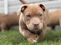 No name, a female American Bully for sale in Springdale, AR – Photo 4 of 5