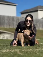 No name, a female American Bully for sale in Springdale, AR – Photo 5 of 5