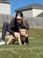 No name, a female American Bully for sale in Springdale, AR – Photo 1 of 5