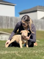 No name, a female American Bully for sale in Springdale, AR – Photo 2 of 5