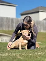 No name, a female American Bully for sale in Springdale, AR – Photo 3 of 5