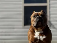 Zion, a male American Bully for sale in Springdale, AR – Photo 6 of 10