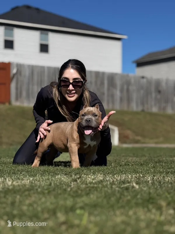Zion, a male American Bully for sale in Springdale, AR – Photo 1 of 10
