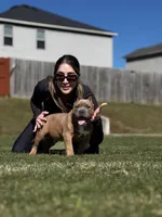 Zion, a male American Bully for sale in Springdale, AR – Photo 1 of 10