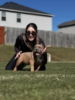 Zion, a male American Bully for sale in Springdale, AR – Photo 7 of 10