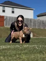 Zion, a male American Bully for sale in Springdale, AR – Photo 10 of 10