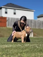 Zion, a male American Bully for sale in Springdale, AR – Photo 8 of 10