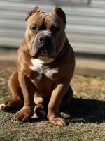 Zion, a male American Bully for sale in Springdale, AR – Photo 9 of 10