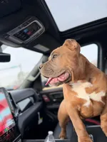 Zion, a male American Bully for sale in Springdale, AR – Photo 2 of 10