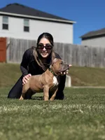 Zion, a male American Bully for sale in Springdale, AR – Photo 5 of 10