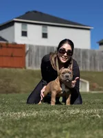 Zion, a male American Bully for sale in Springdale, AR – Photo 4 of 10