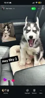 Sky, a female Siberian Husky for sale in Garfield, NJ – 2 of 6