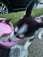 Sky, a female Siberian Husky for sale in Garfield, NJ – 5 of 6