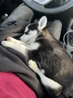 Sky, a female Siberian Husky for sale in Garfield, NJ – 4 of 6