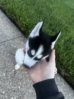 Sky, a female Siberian Husky for sale in Garfield, NJ – 4 of 6
