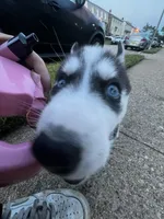Sky, a female Siberian Husky for sale in Garfield, NJ – 5 of 6