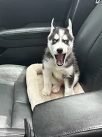 Sky, a female Siberian Husky for sale in Garfield, NJ – 2 of 6