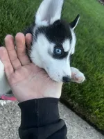 Sky, a female Siberian Husky for sale in Garfield, NJ – 1 of 6