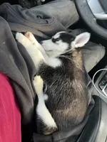 Sky, a female Siberian Husky for sale in Garfield, NJ – 6 of 6