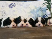 processed/1fc57b90-8b3c-4a78-8c6b-4ffafcb466c1/facility/3f0a3223-a4ed-46e6-a68b-7727c59128db