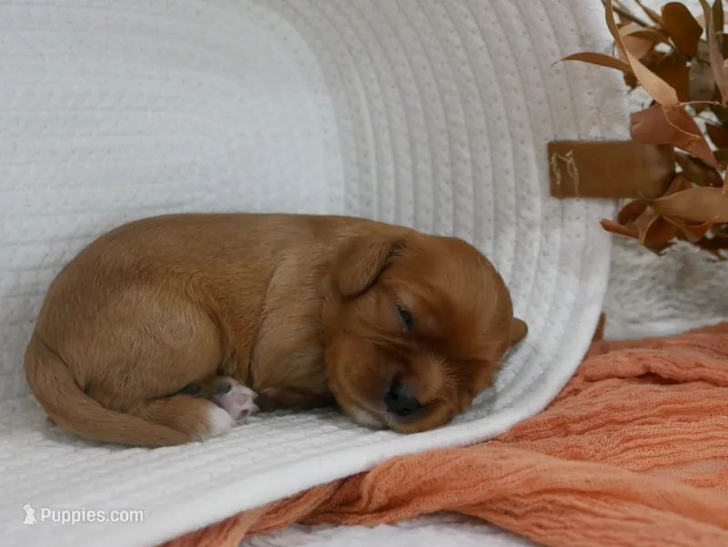Rowen – Cavalier King Charles Spaniel puppy for sale in Marcellus, MI