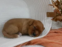 Rowen, a male Cavalier King Charles Spaniel for sale in Marcellus, MI – 1 of 10