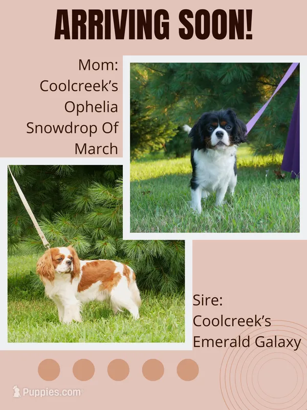 Ophelia's upcoming litter – Cavalier King Charles Spaniel puppy for sale in Marcellus, MI