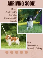 Ophelia's upcoming litter, a  Cavalier King Charles Spaniel for sale in Marcellus, MI – 1 of 1