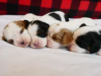 Upcoming litter, a  Cavalier King Charles Spaniel for sale in Marcellus, MI – 3 of 5