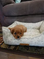 Rowen, a male Cavalier King Charles Spaniel for sale in Marcellus, MI – 2 of 10