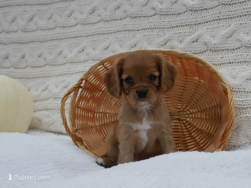 Rowen – Cavalier King Charles Spaniel puppy for sale in Marcellus, MI