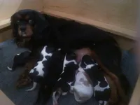 Upcoming litter, a  Cavalier King Charles Spaniel for sale in Marcellus, MI – 5 of 5