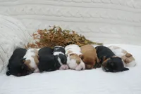Rowen, a male Cavalier King Charles Spaniel for sale in Marcellus, MI – 5 of 10