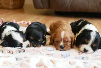 Upcoming litter, a  Cavalier King Charles Spaniel for sale in Marcellus, MI – 4 of 5
