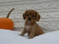 Rowen, a male Cavalier King Charles Spaniel for sale in Marcellus, MI – 5 of 10