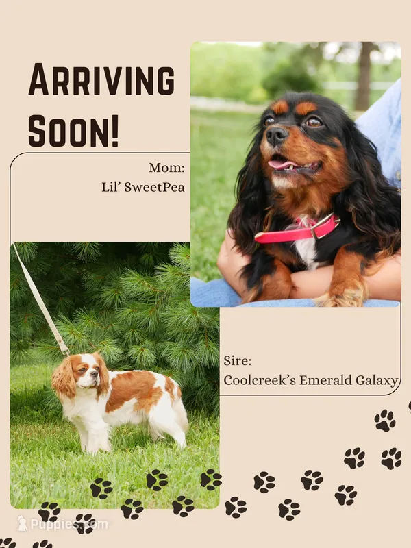 Upcoming litter – Cavalier King Charles Spaniel puppy for sale in Marcellus, MI
