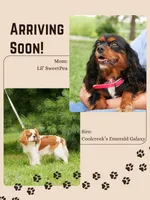 Upcoming litter, a  Cavalier King Charles Spaniel for sale in Marcellus, MI – 1 of 5