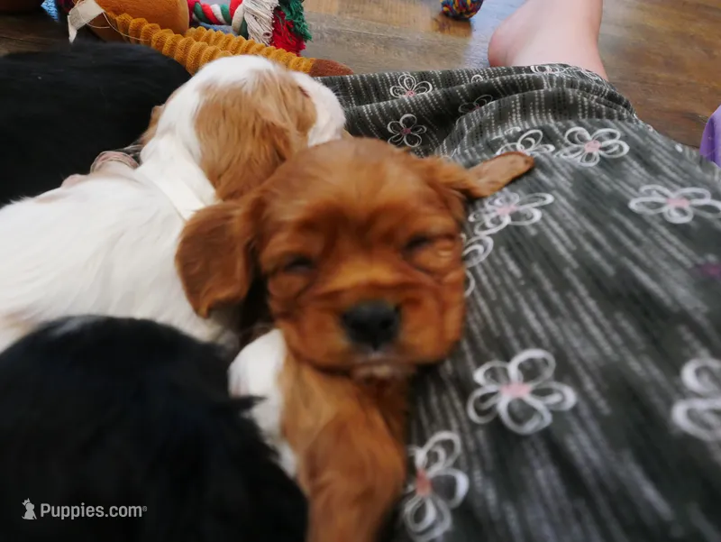 Rowen – Cavalier King Charles Spaniel puppy for sale in Marcellus, MI