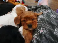 Rowen, a male Cavalier King Charles Spaniel for sale in Marcellus, MI – 6 of 10