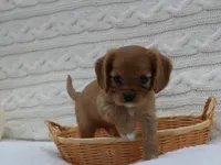 Rowen, a male Cavalier King Charles Spaniel for sale in Marcellus, MI – 4 of 10