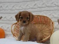 Rowen, a male Cavalier King Charles Spaniel for sale in Marcellus, MI – 7 of 10