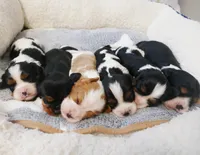 Upcoming litter, a  Cavalier King Charles Spaniel for sale in Marcellus, MI – 2 of 5