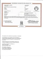 Jasper, a male Cavalier King Charles Spaniel for sale in Marcellus, MI – Photo 7 of 7