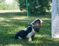 Jasper, a male Cavalier King Charles Spaniel for sale in Marcellus, MI – Photo 2 of 7