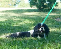 Jasper, a male Cavalier King Charles Spaniel for sale in Marcellus, MI – Photo 4 of 7