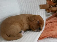 Rowen, a male Cavalier King Charles Spaniel for sale in Marcellus, MI – 9 of 10