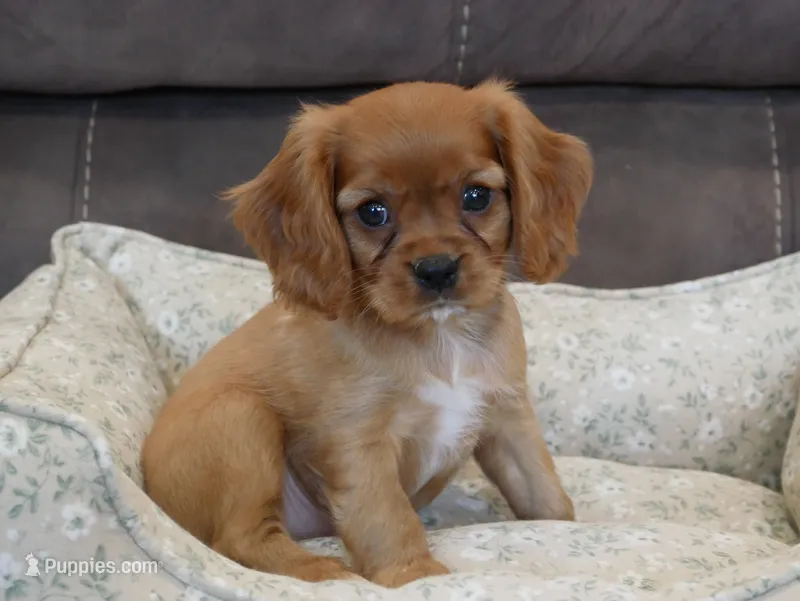 Rowen – Cavalier King Charles Spaniel puppy for sale in Marcellus, MI