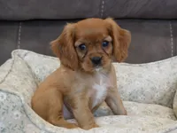 Rowen, a male Cavalier King Charles Spaniel for sale in Marcellus, MI – 1 of 10