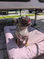 Luna, a female French Bulldog for sale in Naples, FL – 4 of 4