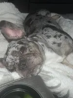 Luna, a female French Bulldog for sale in Naples, FL – 3 of 4